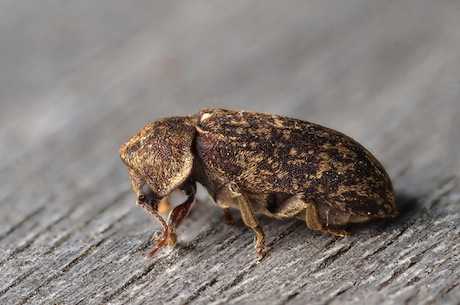 Treating Woodworm Getting Rid Of Wood Boring Insect