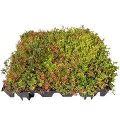Sedum Roof Tray From permagard Sedum Roof Tray From permagard