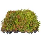 Sedum Roof Tray From permagard