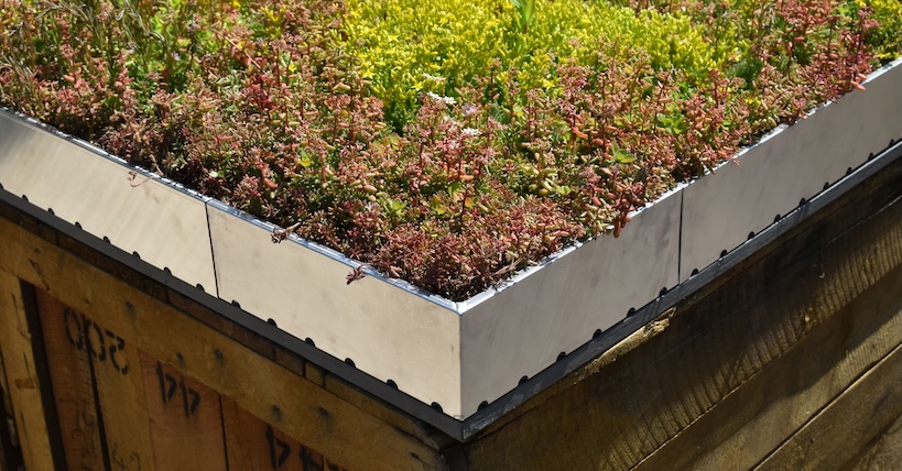 A sedum green roof tray installed on roof