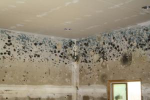 mould growth on wall
