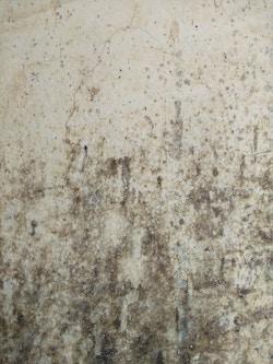 A wall affected by mould