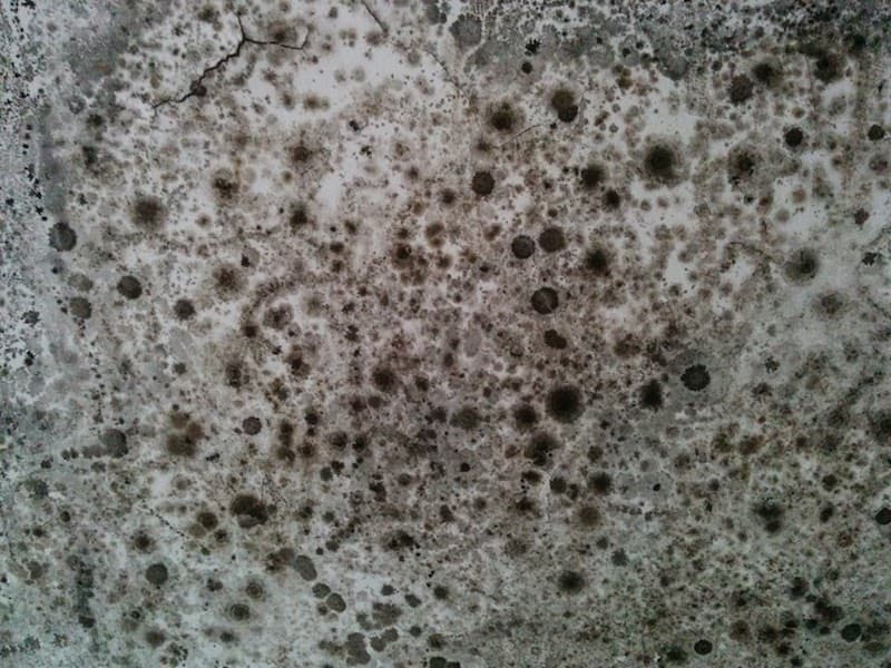 black mould and health