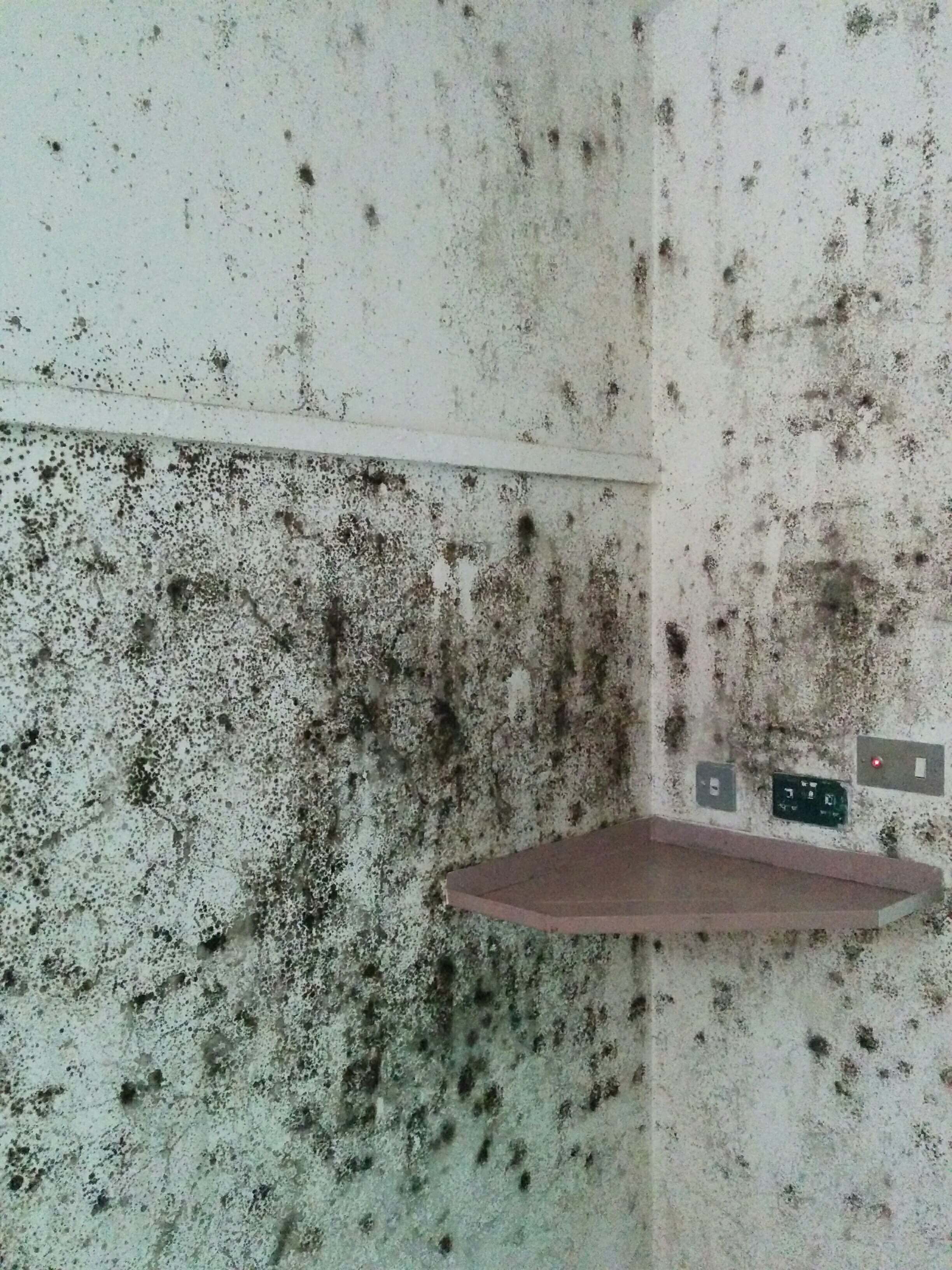 Black mould present on a wall