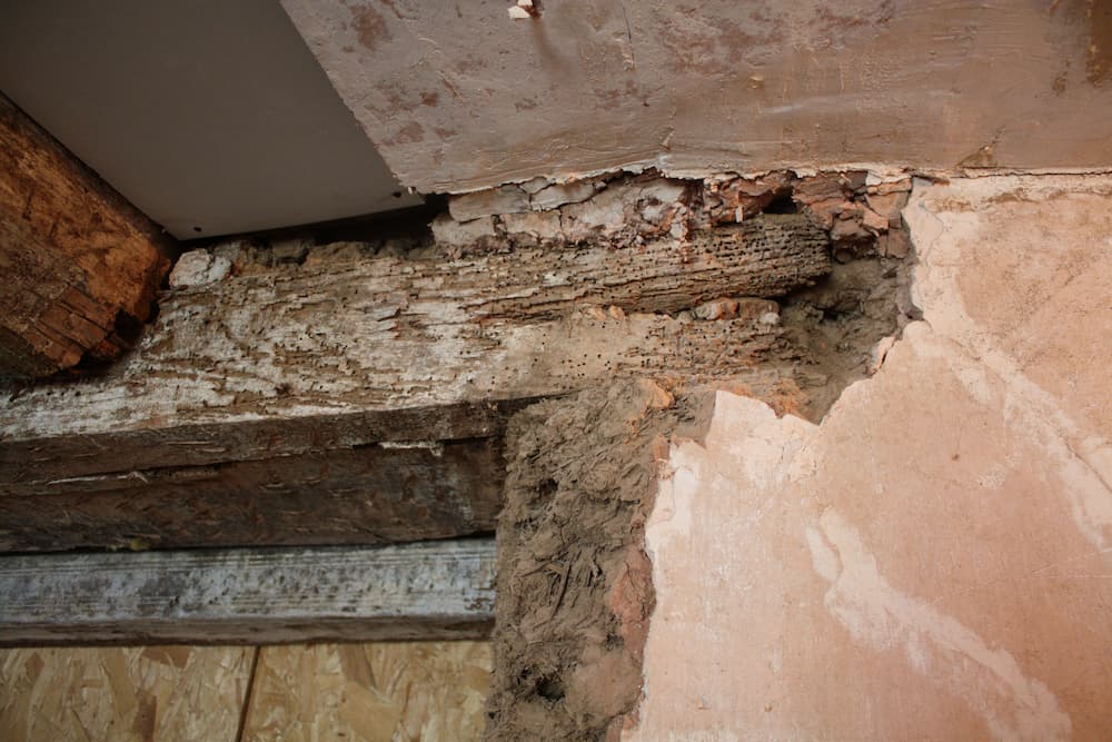 Timbers showing signs of woodworm infestation