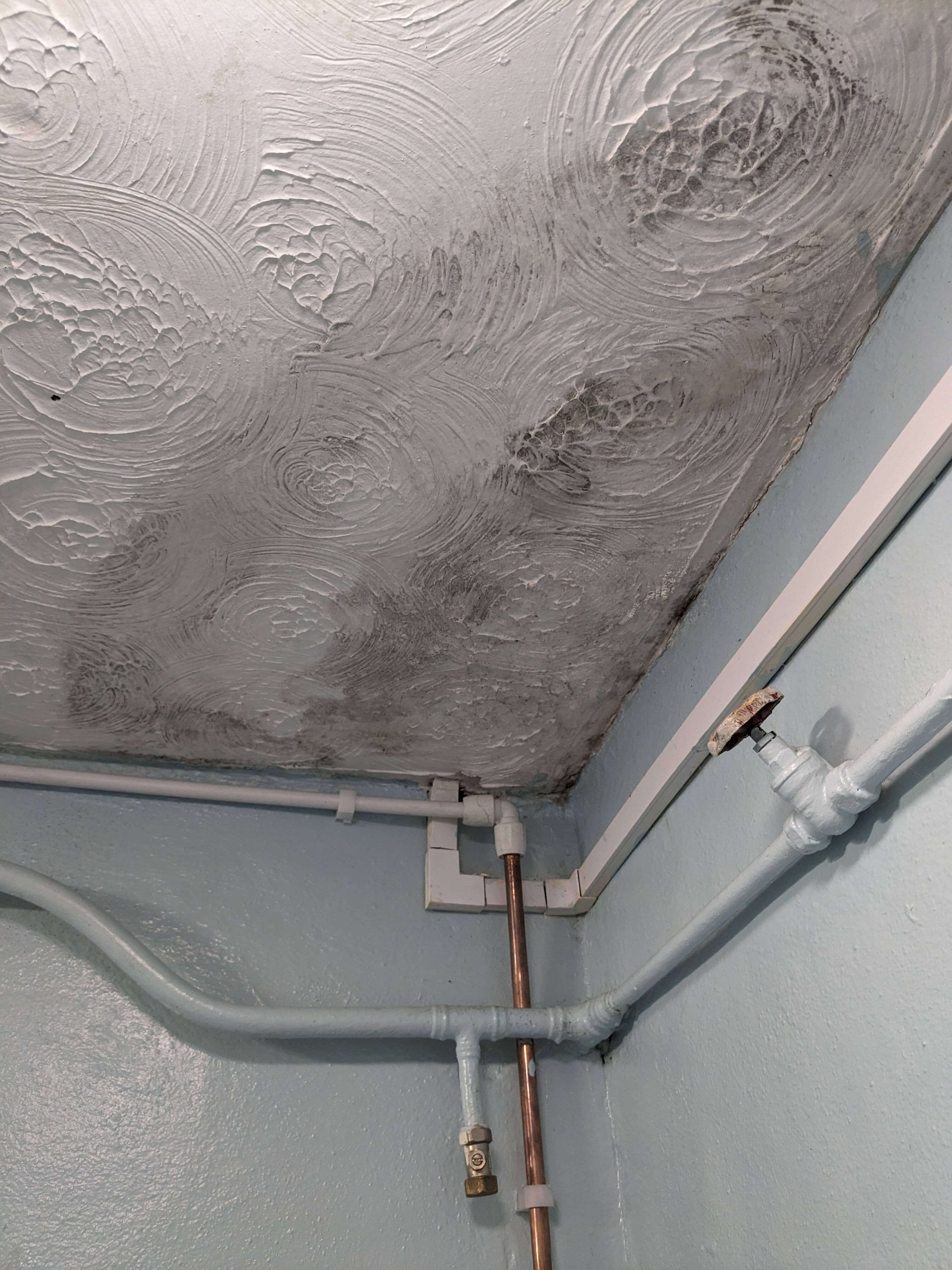 Black mould present on a ceiling.